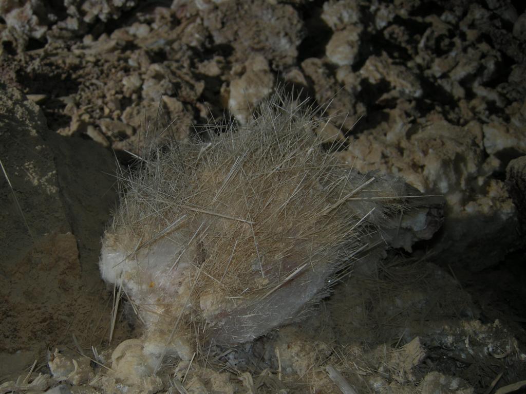 Gypsum needles in Double Bopper.  Photo by Shawn Thomas.